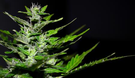 Mapping the Cannabis Genome