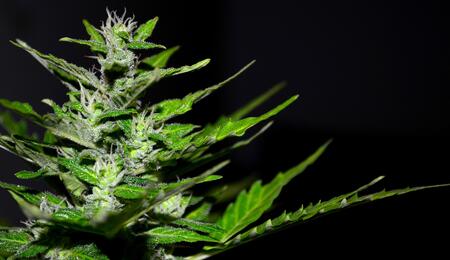 Bunker cannabis grow