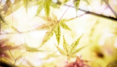 Man sollte Cannabis bei extremer Hitze nicht mit Alkohol zu kombinieren. Alkohol wirkt harntreibend und dehydrierend.