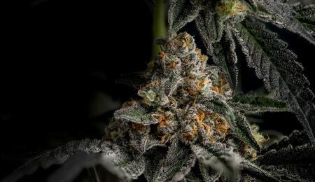 Hone your skills into how to identify bud flattening, track trichome maturation, and time your cannabis harvest perfectly for maximum potency and yields.