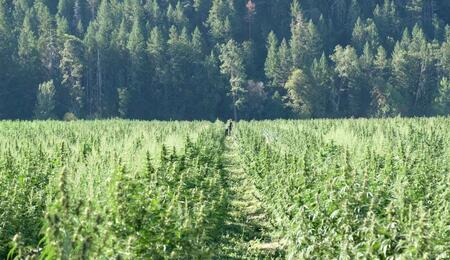 hemp farming is threatened by changing climate.