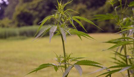 cannabis crops outdoors.
