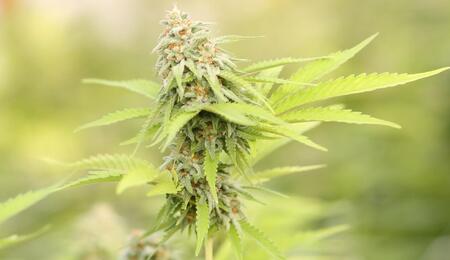 budding cannabis plant.