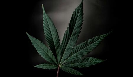 Identify and treat common cannabis fungal diseases. Learn the symptoms of Anthracnose, Blight, Canker, and Damping-off to protect your garden from crop loss.