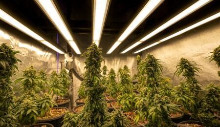 A brightly lit indoor cannabis grow room filled with mature flowering plants under long overhead LED grow lights. The space is lined with reflective walls, and multiple potted cannabis plants stand in rows beneath the evenly distributed LED illumination.