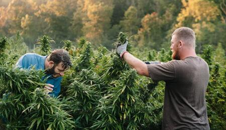 cannabis farmers working with cannabis crops on an outdoor farm.