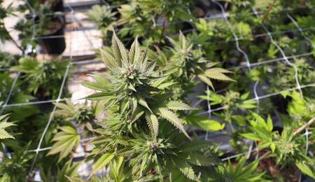 Learn how cannabis businesses can reduce fire and heat risks through electrical safety, HVAC maintenance, wildfire preparedness, and smart risk management. 