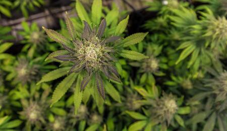 Close-up of a flowering cannabis plant cultivated for cannabinoid research and medical cannabis production.