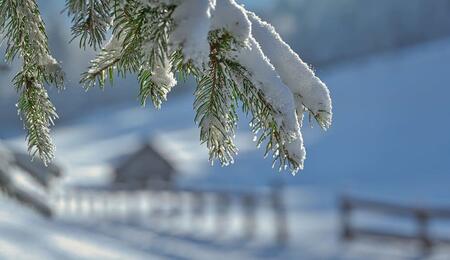 winter cleaning of your indoor and outdoor cannabis garden