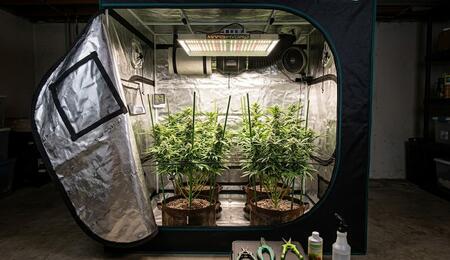 Learn why proper ventilation matters for indoor cannabis and how to control airflow, temperature and humidity for healthy growth.