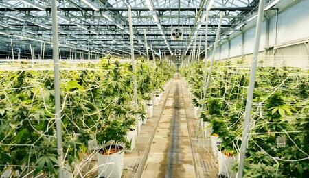 Could former cannabis grow sites become data centers? Read more why developers are eyeing these properties and the challenges surrounding their reuse. 