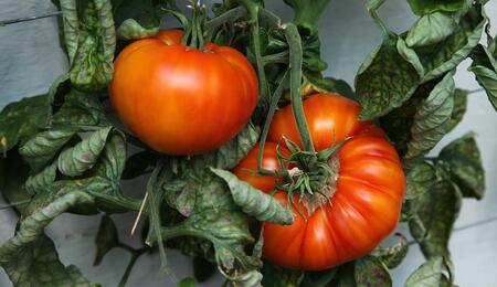 A recent poll suggests that many people who homegrow cannabis are likely to start cultivating their own vegetables too, as they grow keen on gardening. 