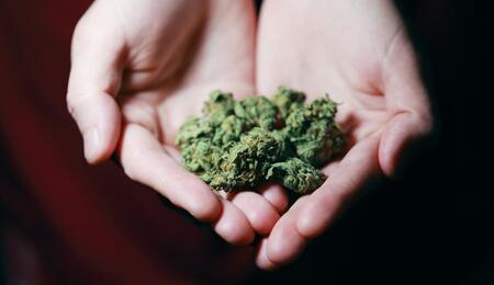 testimonies of people who have smuggled cannabis cross borders