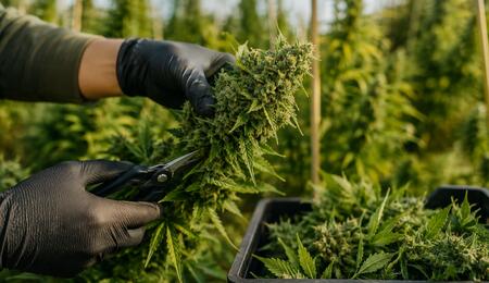 cosecha cannabis 
