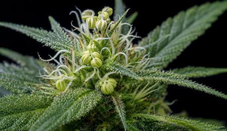 cannabis hermafrodita