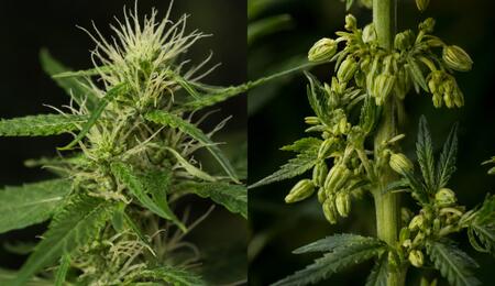 cannabis hembra y macho