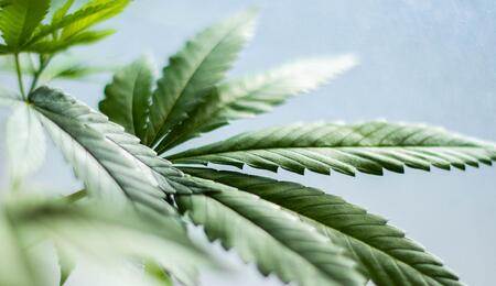 cannabis leaf plant. 