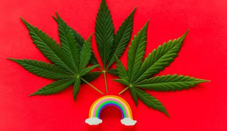 leaves of Cannabis Sativa with a small rainbow. 