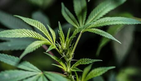 Researchers discovered rare compounds in cannabis leaves, such as flavoalkaloids with potential medical applications, challenging how cannabis waste is viewed.