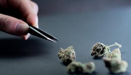 A groundbreaking UC San Diego study reveals that cannabis is the most commonly microdosed substance in the US, drastically outperforming psilocybin and LSD.