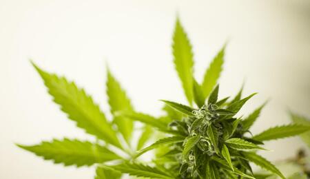 Minnesota officially legalizes recreational cannabis