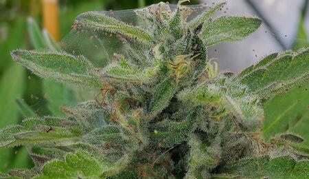 Identify and eliminate cannabis plant pests! Learn to fight aphids, thrips, and spider mites with effective, natural methods, including predators and neem oil.