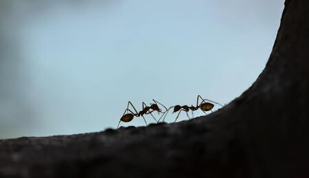 Plagas del cannabis: hormigas. 