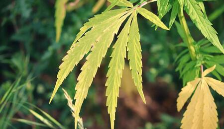Learn how to identify and fix common cannabis plant cultivation problems, from yellow leaves and stunted growth to stretching, nutrient issues, and small buds.