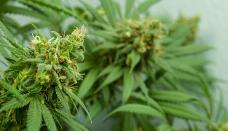 cannabis plants with big buds.