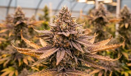 planta de cannabis 