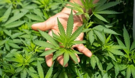 Understand the shift of cannabis from Schedule I to III in 2025. Learn about the impacts on taxes, patients, and businesses. Is it the same as legalization?