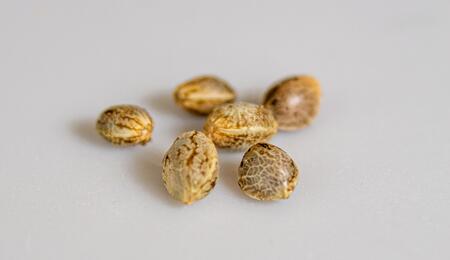 cannabis seed, seed bank Europe