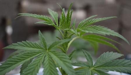 Spot male cannabis plants early and master pre-flowering transition. Explore practical scouting tips, hormonal controls, and stress prevention methods. 