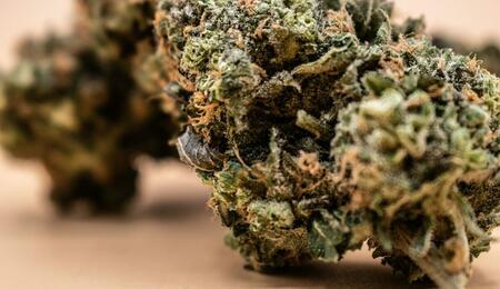 cannabis sales for Four Twenty report