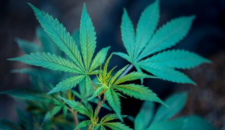 Discover the relaxing effects of cannabis tea, traditional ganja infusions, prep methods, and the gentle medical benefits of drinking evening marijuana tea.