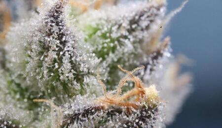 zoom in of a bud.