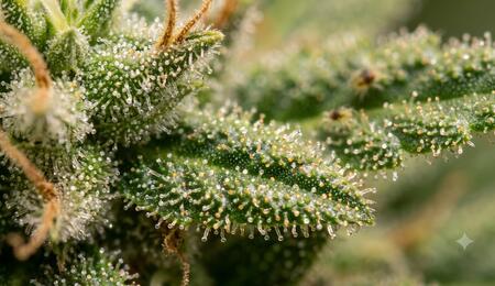 Tricomas de cannabis