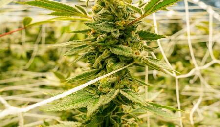 cannabis