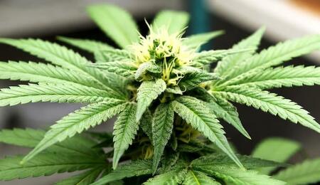 Planta de cannabis medicinal en entorno de investigación clínica