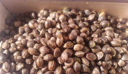 Cannabissamen zu Hause selber züchten: Der Praxis-Guide für die Samenernte