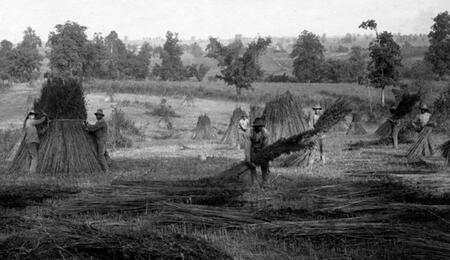 Proceso de arranque y primer secado del cáñamo, en el valle central de Chile durante la primera mitad del siglo XX. Foto: gentileza Nelson Rivas.