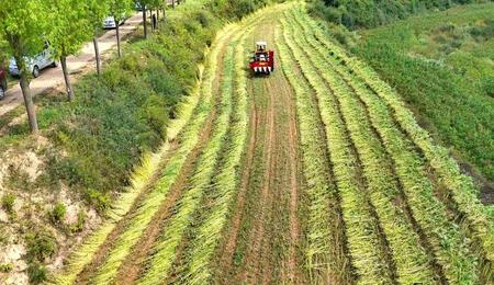 Cultivod e cáñamo en China. Foto: Academia de la Agricultura de China.