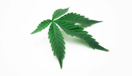 El cannabis guarda, absorbe y transporta metales pesados.
