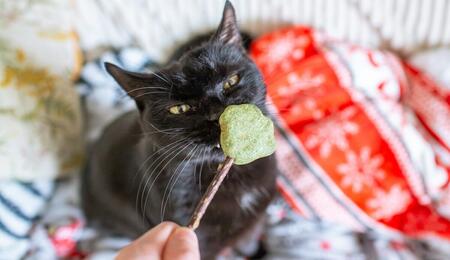 catnip weed for cats