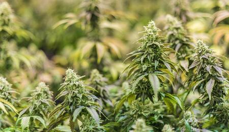 Cannabis light: stop arresti a vista, servono prove scientifiche