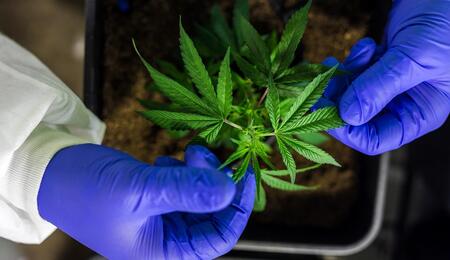 Mother Plant 101: importanza e cura delle madri di cannabis