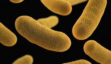 Representación visual de bacterias Gram-negativas resistentes (superbacterias) que pueden ser combatidas eficazmente mediante la sinergia de CBD y colistina descubierta recientemente