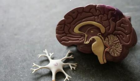 cervello, scienza, fumare