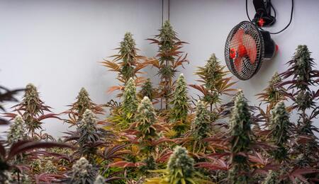 Monitoreo diario de temperatura y humedad en cultivo de interior de marihuana.