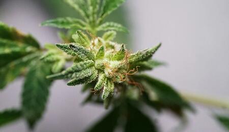 Feminised cannabis seeds are a great choice for those who set up their grow operations indoors; breeders have put great efforts to produce female flowers. 
